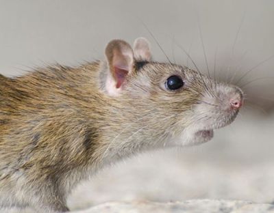 Ratos